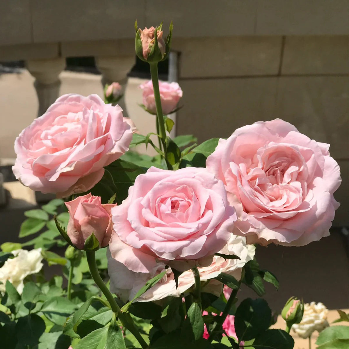 All 4 Bouquet Dutch Florist Shrub Rose