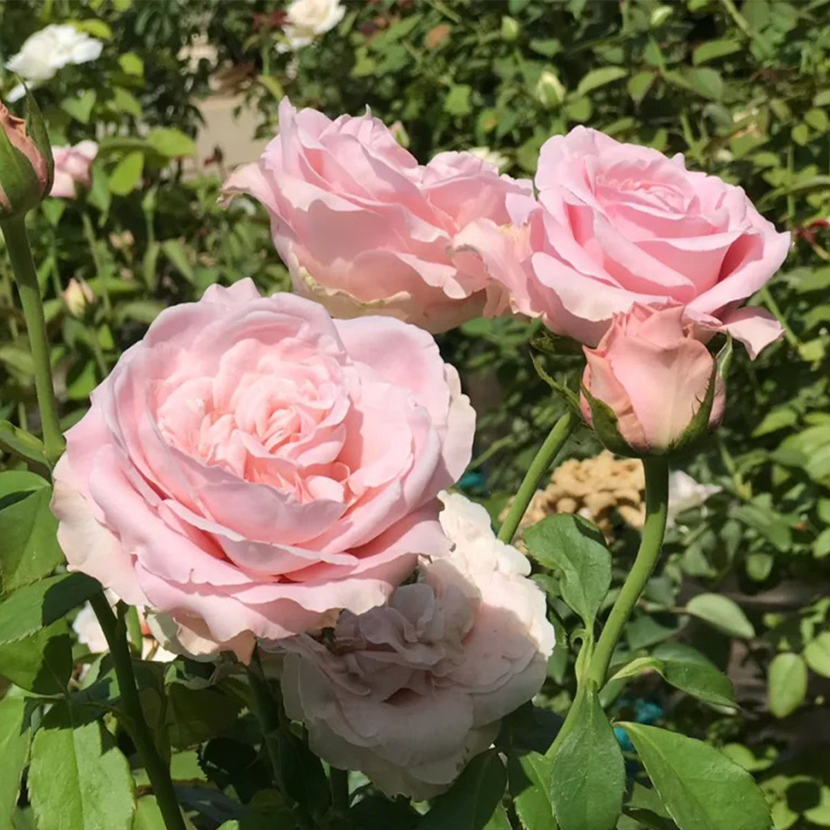 All 4 Bouquet Dutch Florist Shrub Rose