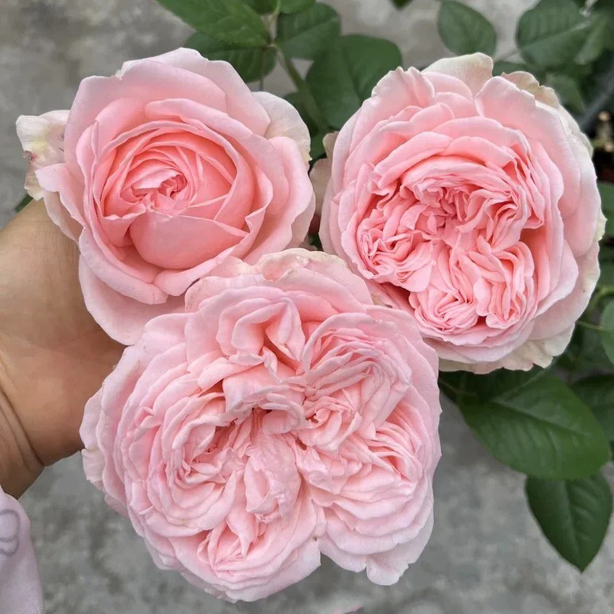 All 4 Bouquet Dutch Florist Shrub Rose