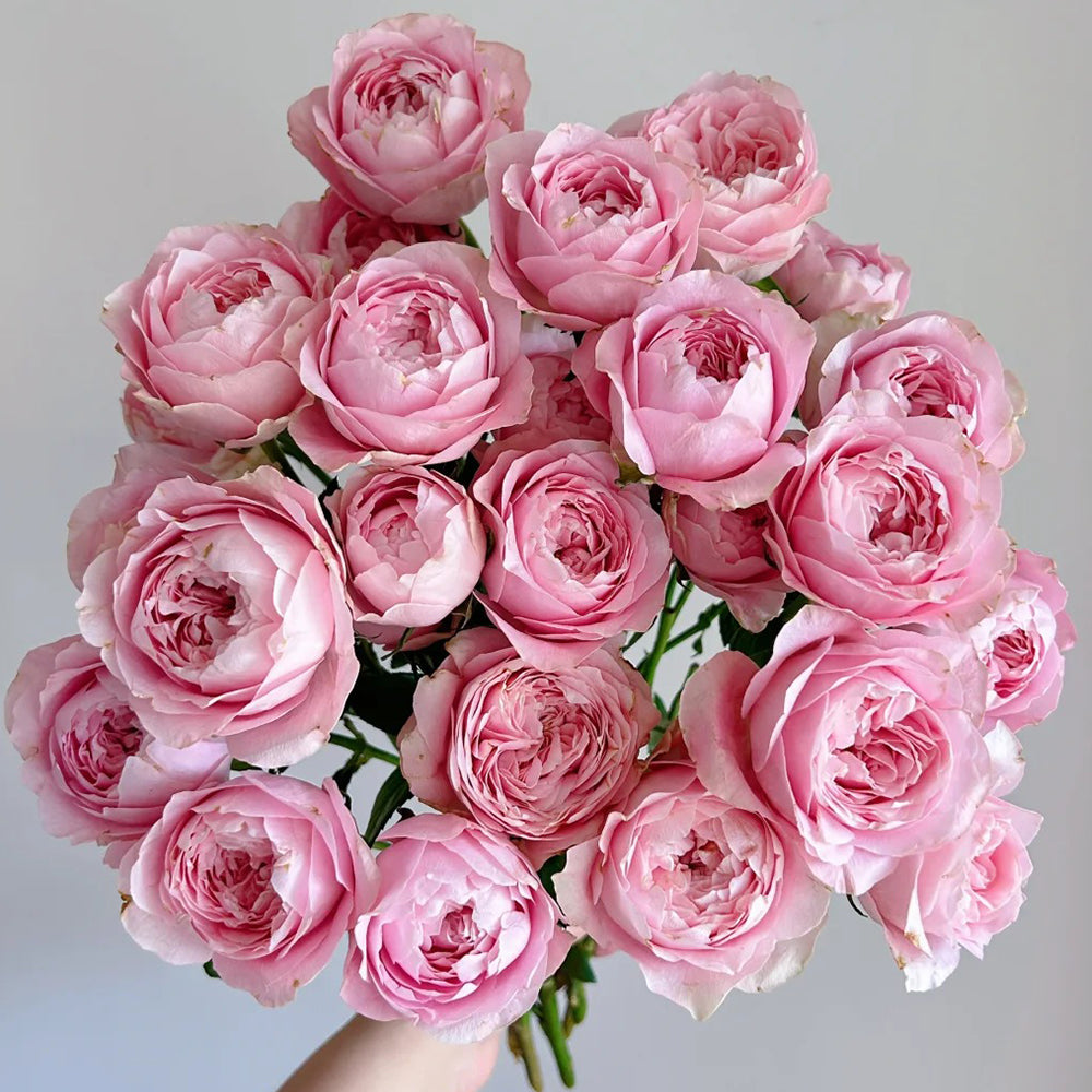 All Four Heart Dutch Florist Shrub Rose