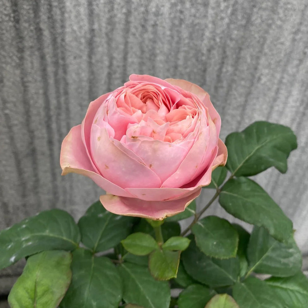 All Four Heart Dutch Florist Shrub Rose