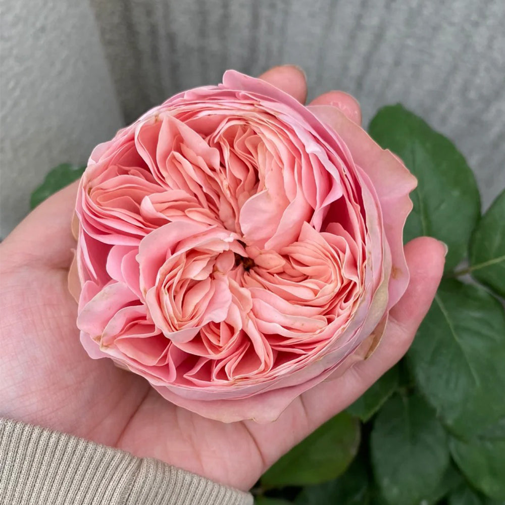 All Four Heart Dutch Florist Shrub Rose