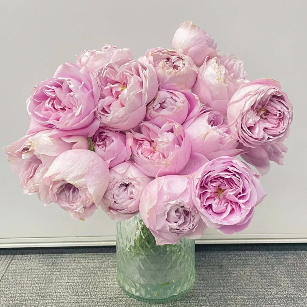 All Four Heart Dutch Florist Shrub Rose