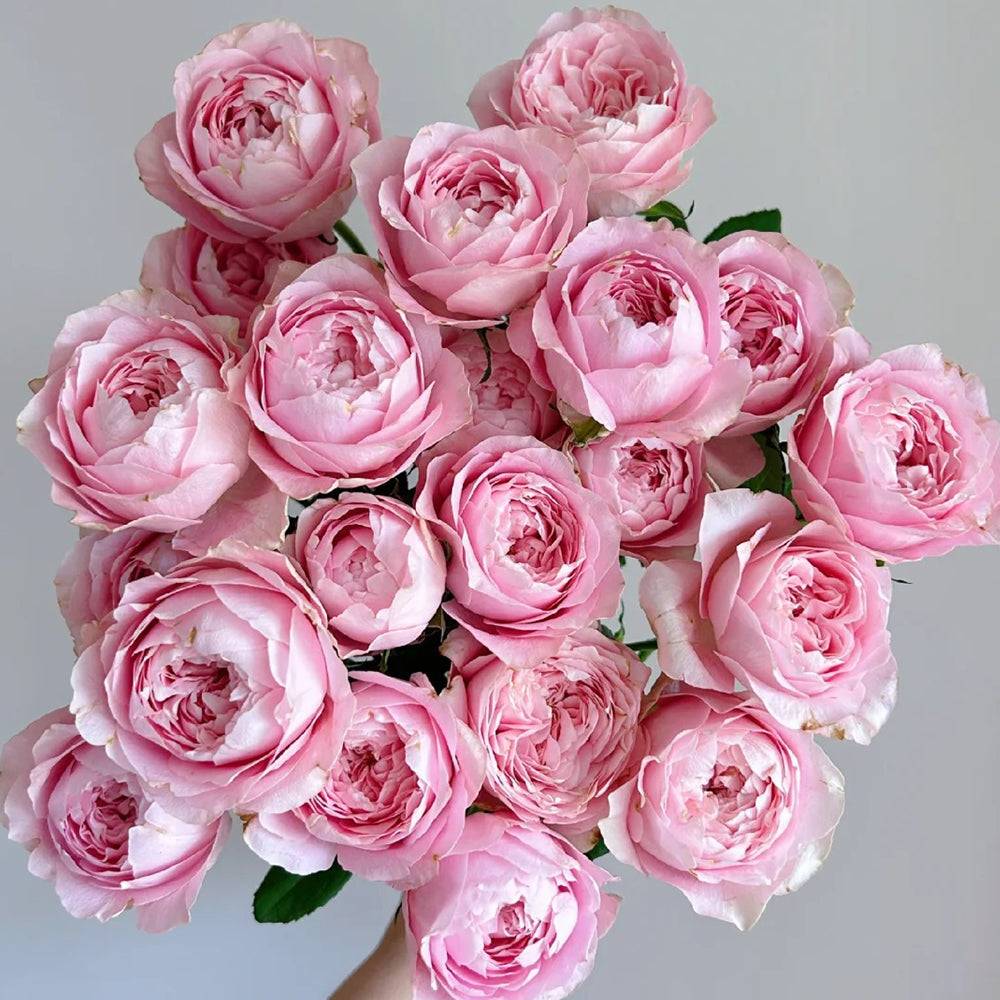 All Four Heart Dutch Florist Shrub Rose