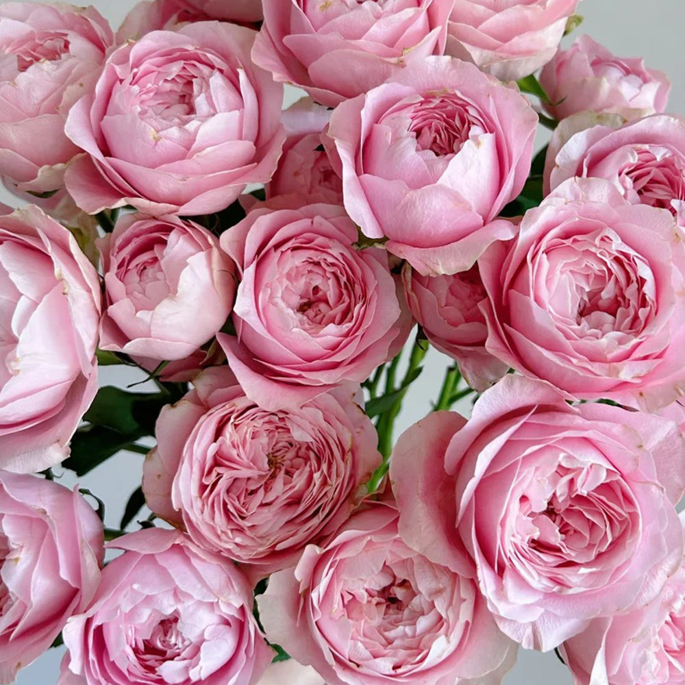 All Four Heart Dutch Florist Shrub Rose