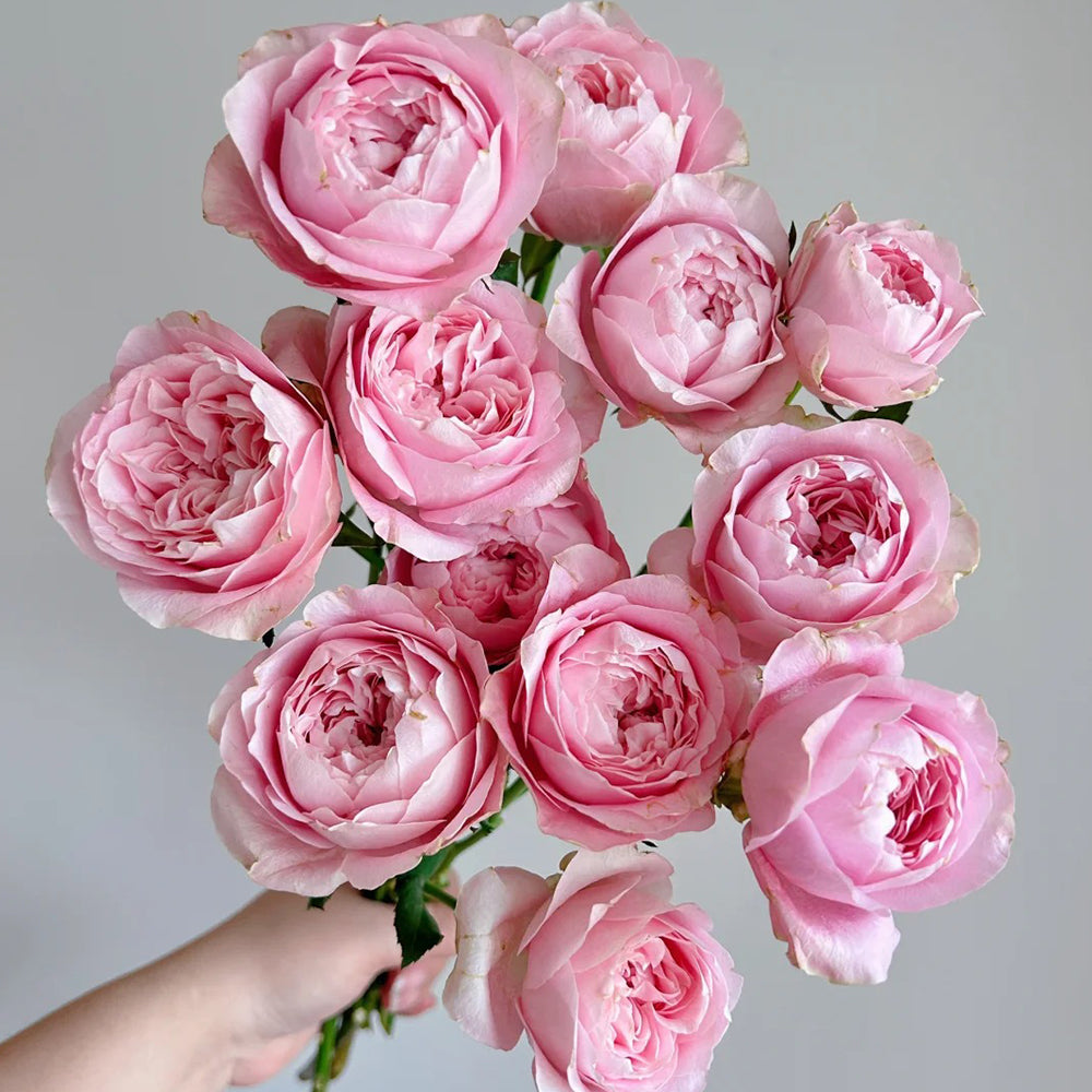 All Four Heart Dutch Florist Shrub Rose