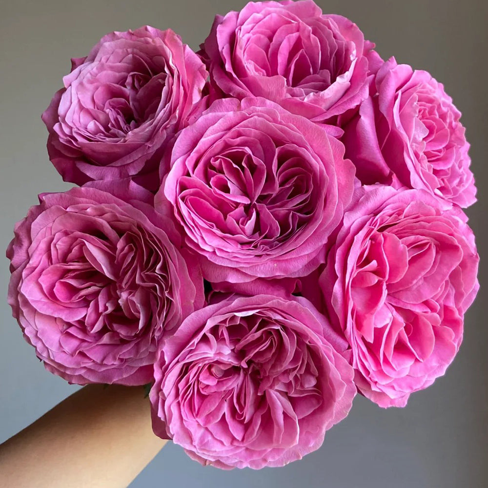 All Four Love Dutch Florist Shrub Rose