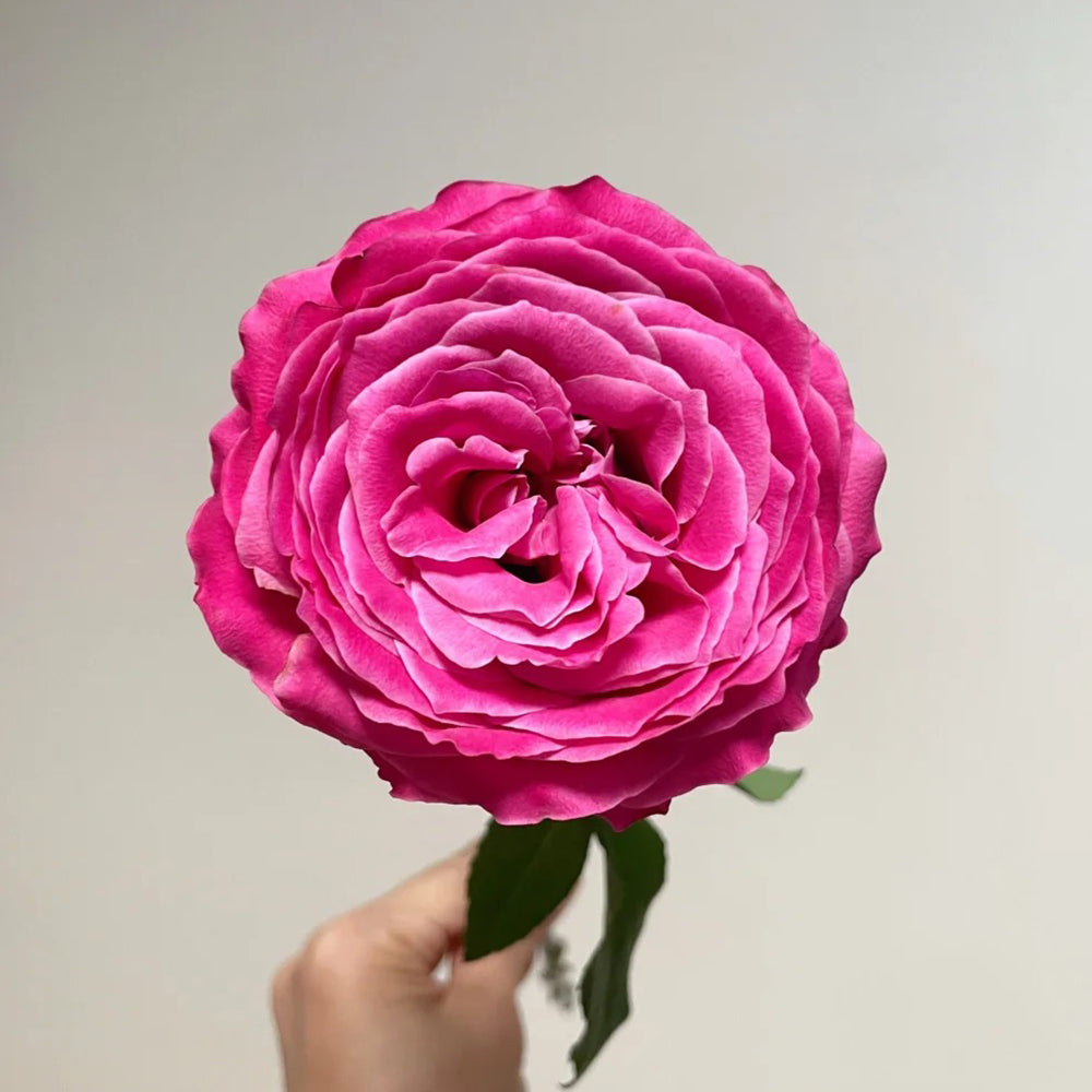 All Four Love Dutch Florist Shrub Rose
