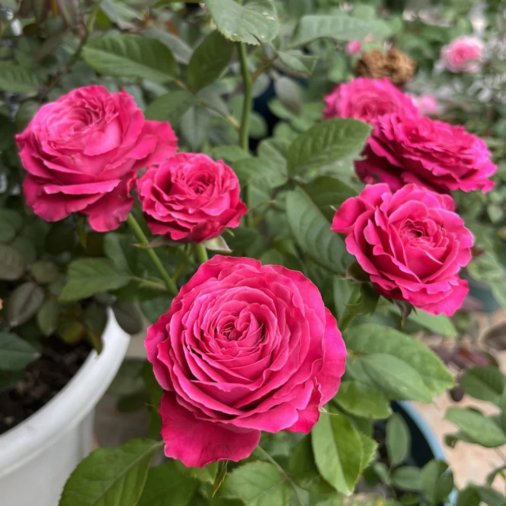 All Four Love Dutch Florist Shrub Rose