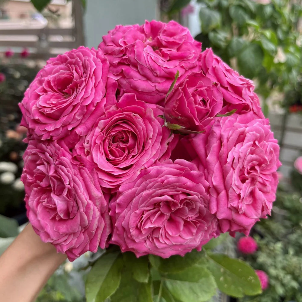 All Four Love Dutch Florist Shrub Rose