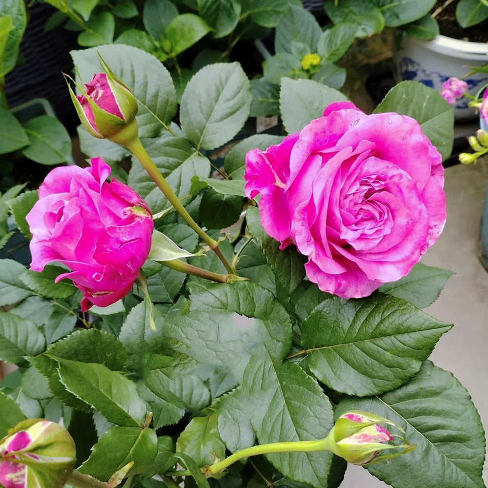 All Four Love Dutch Florist Shrub Rose