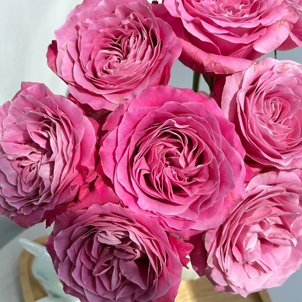 All Four Love Dutch Florist Shrub Rose