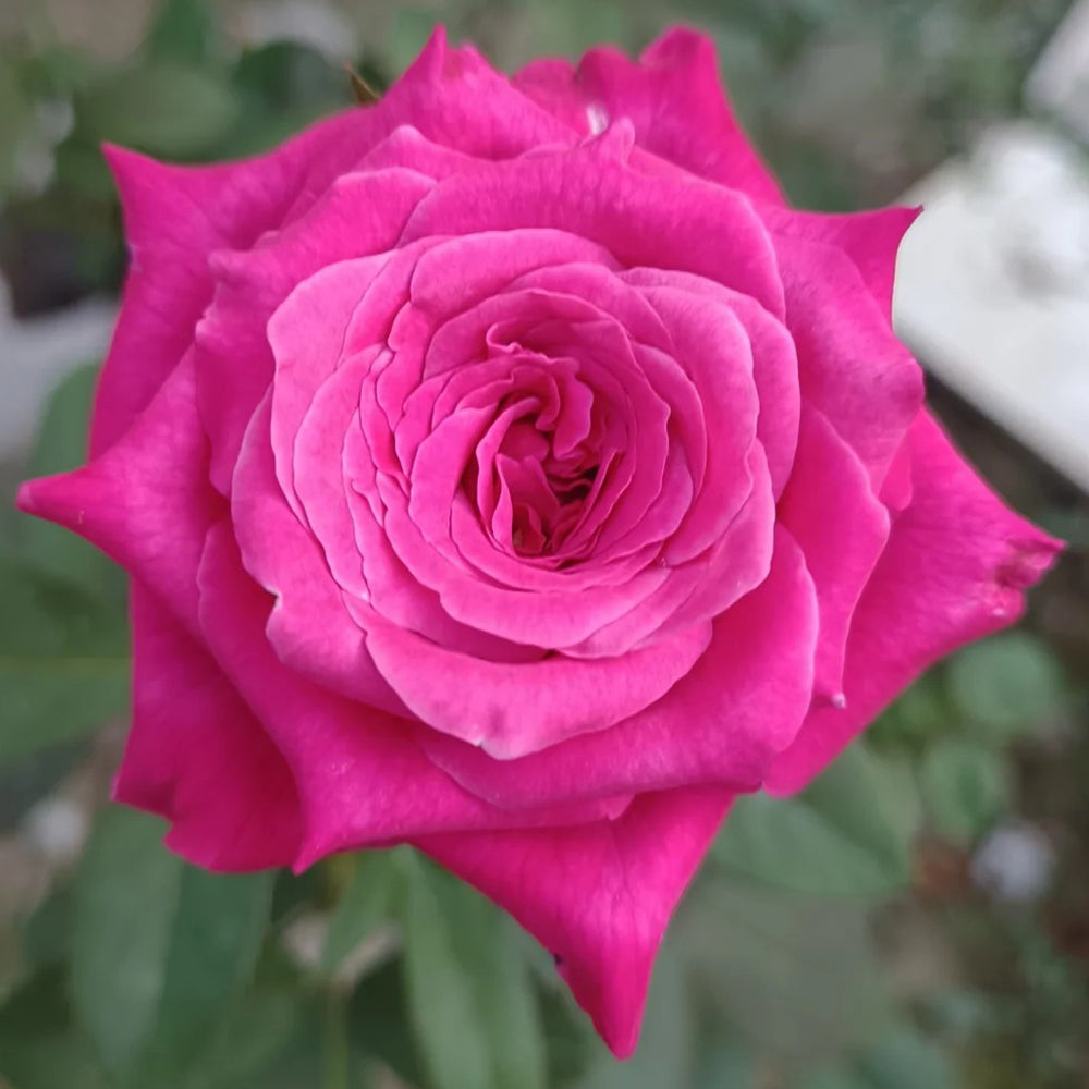 All Four Love Dutch Florist Shrub Rose