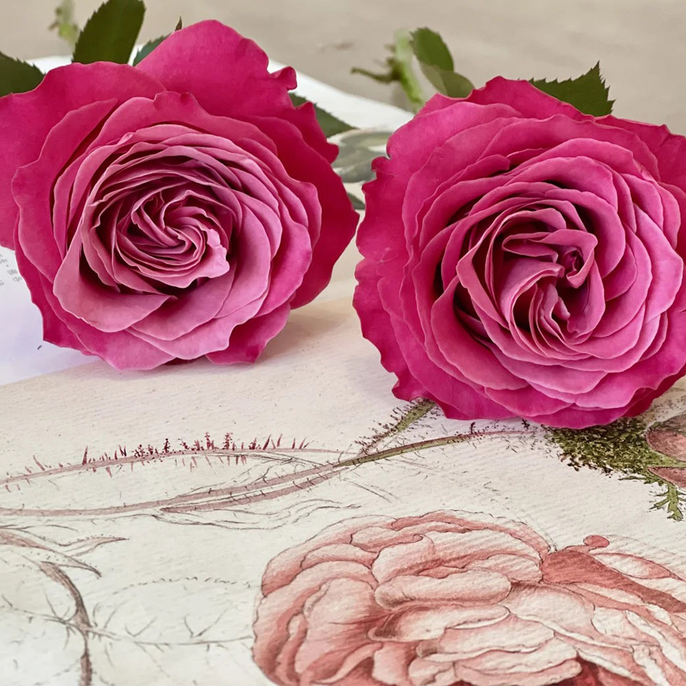 All Four Love Dutch Florist Shrub Rose