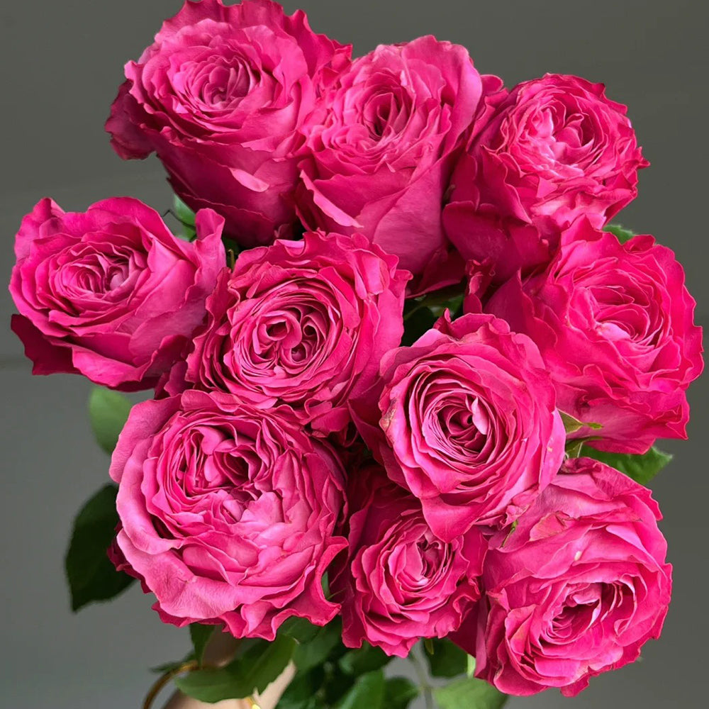 All Four Love Dutch Florist Shrub Rose