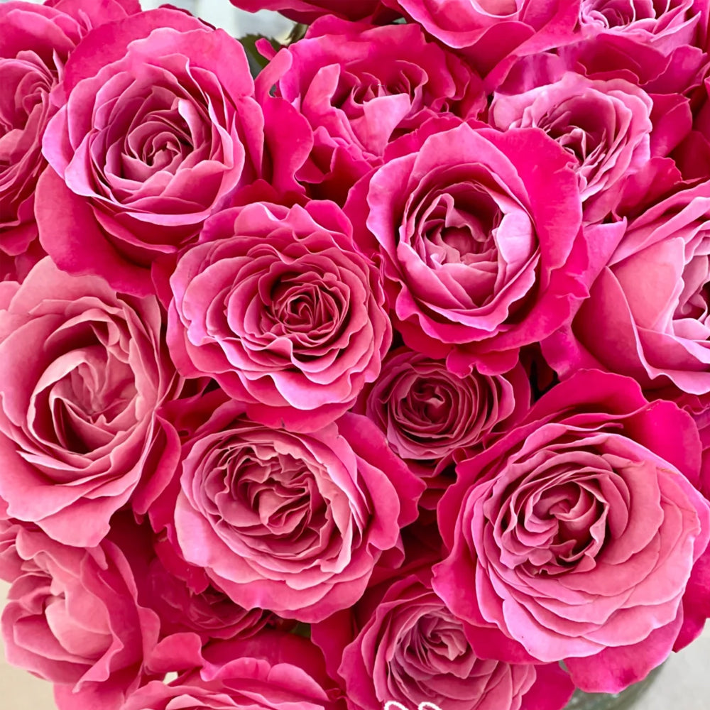 All Four Love Dutch Florist Shrub Rose