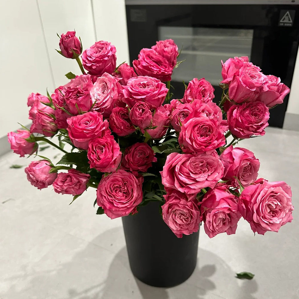 All Four Love Dutch Florist Shrub Rose