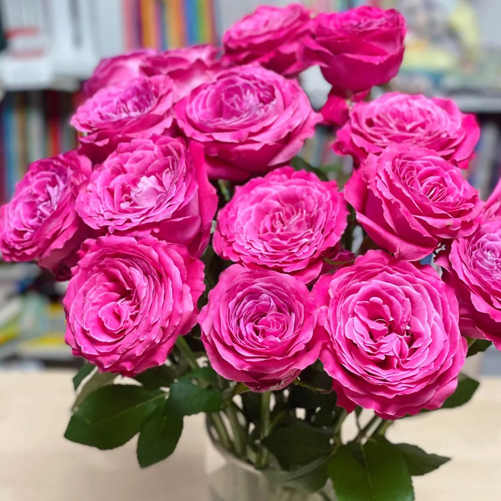 All Four Love Dutch Florist Shrub Rose