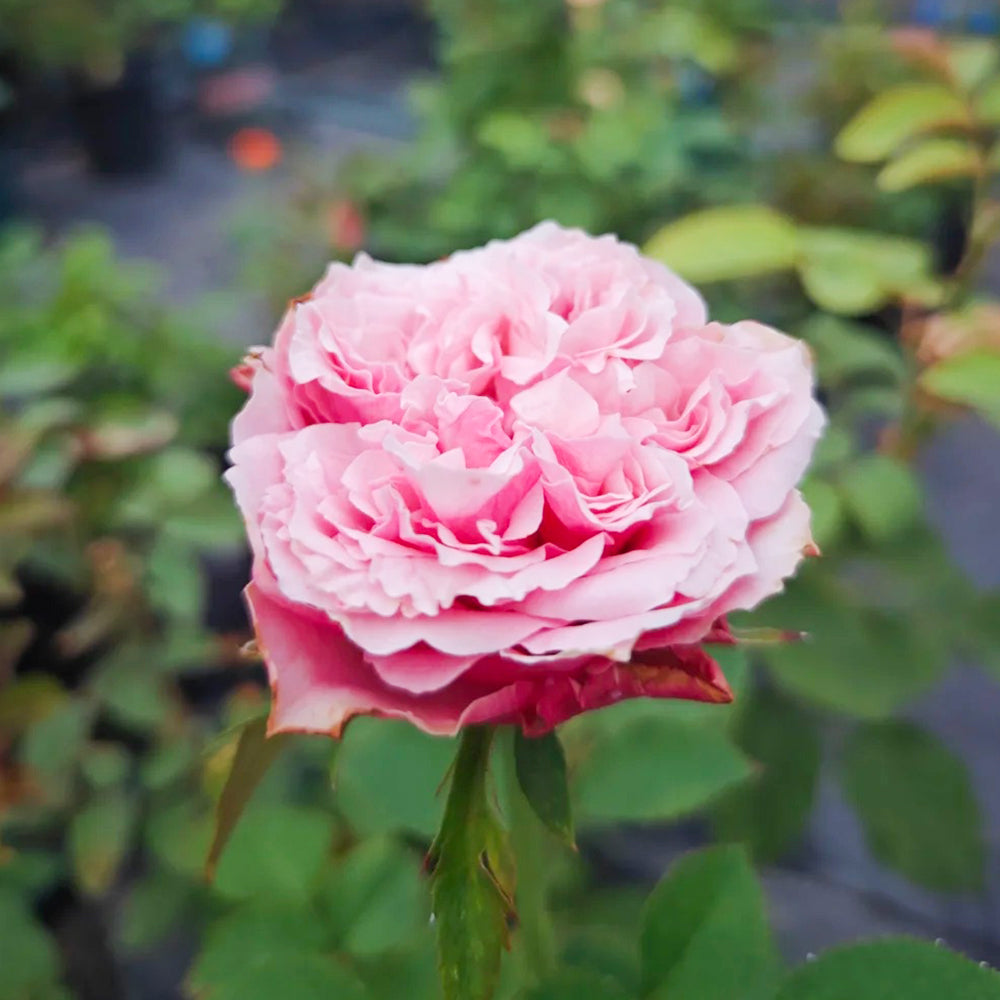 French Florist Shrub Rose Inspired by Alter Ego