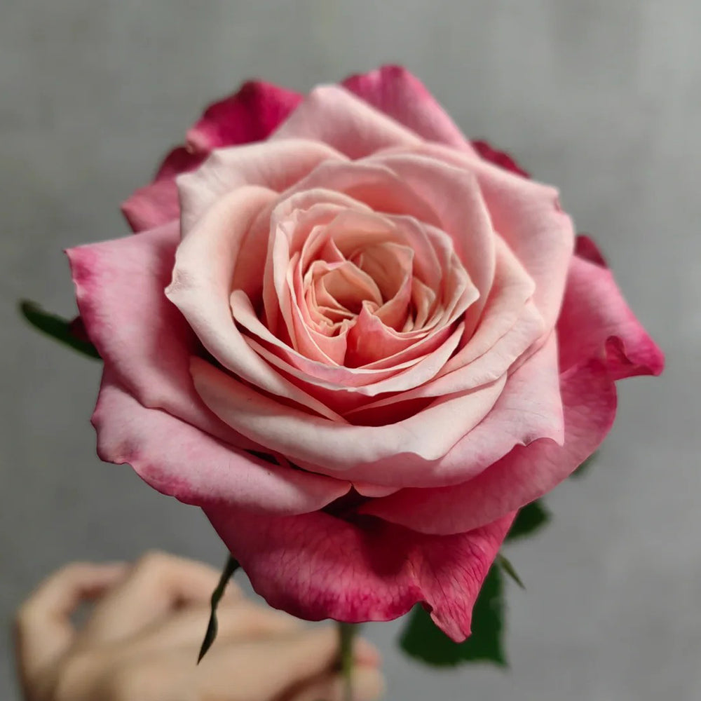 French Florist Shrub Rose Inspired by Alter Ego