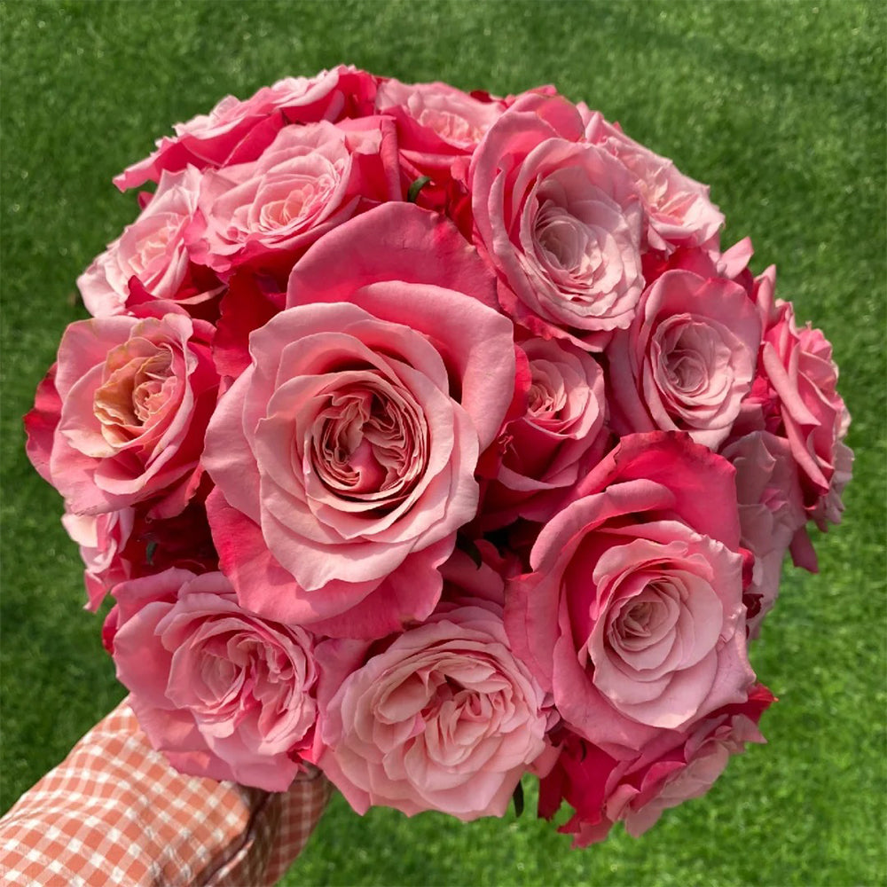 French Florist Shrub Rose Inspired by Alter Ego