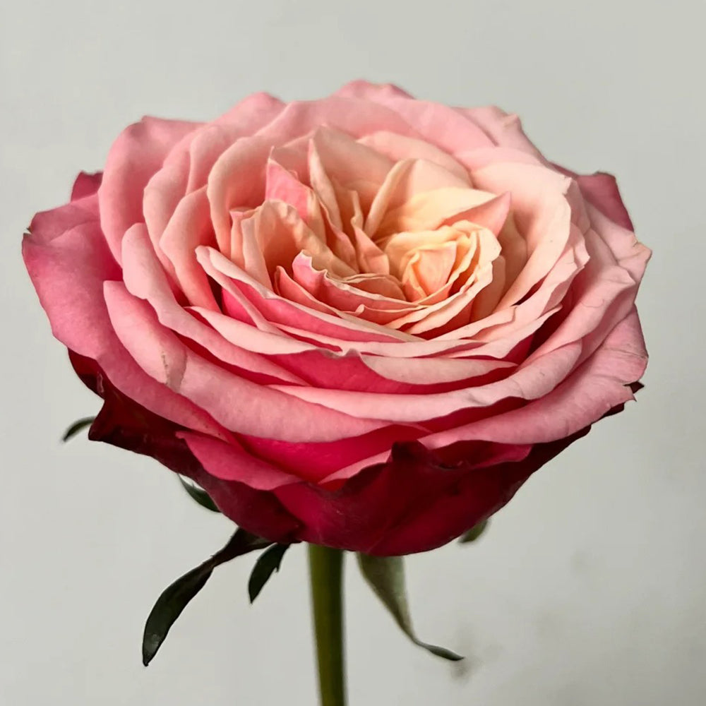 French Florist Shrub Rose Inspired by Alter Ego