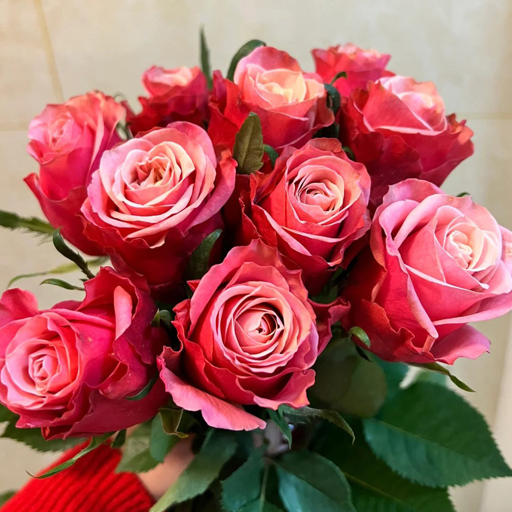 French Florist Shrub Rose Inspired by Alter Ego