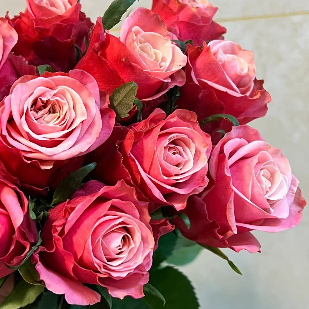 French Florist Shrub Rose Inspired by Alter Ego