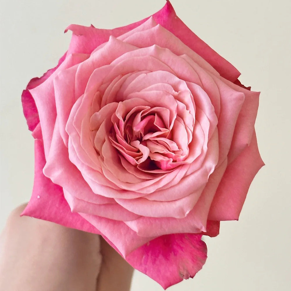 French Florist Shrub Rose Inspired by Alter Ego