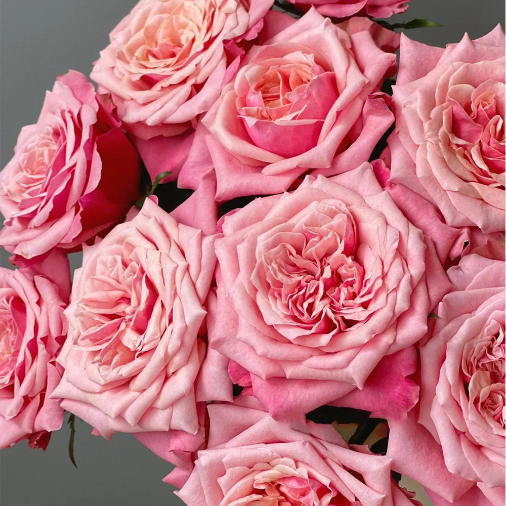 French Florist Shrub Rose Inspired by Alter Ego