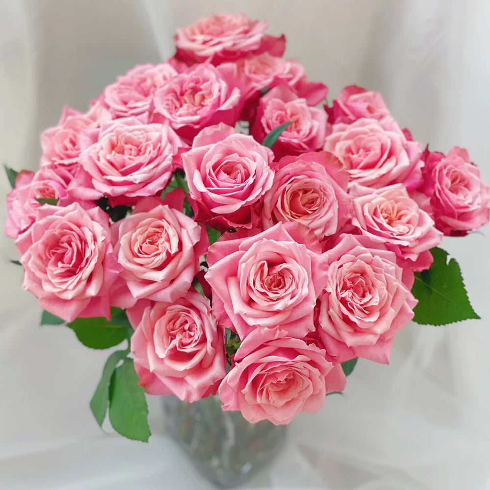French Florist Shrub Rose Inspired by Alter Ego