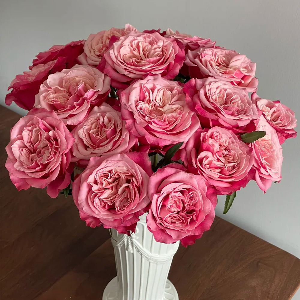 French Florist Shrub Rose Inspired by Alter Ego