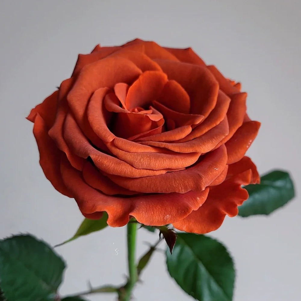 Amaretto Florist Hybrid Tea Rose
