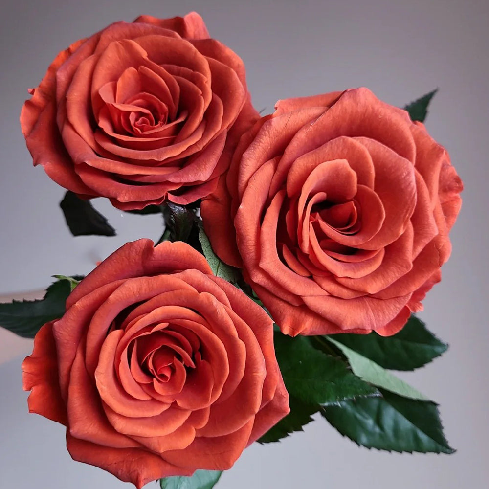 Amaretto Florist Hybrid Tea Rose