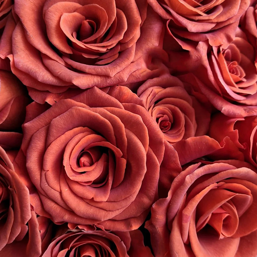 Amaretto Florist Hybrid Tea Rose