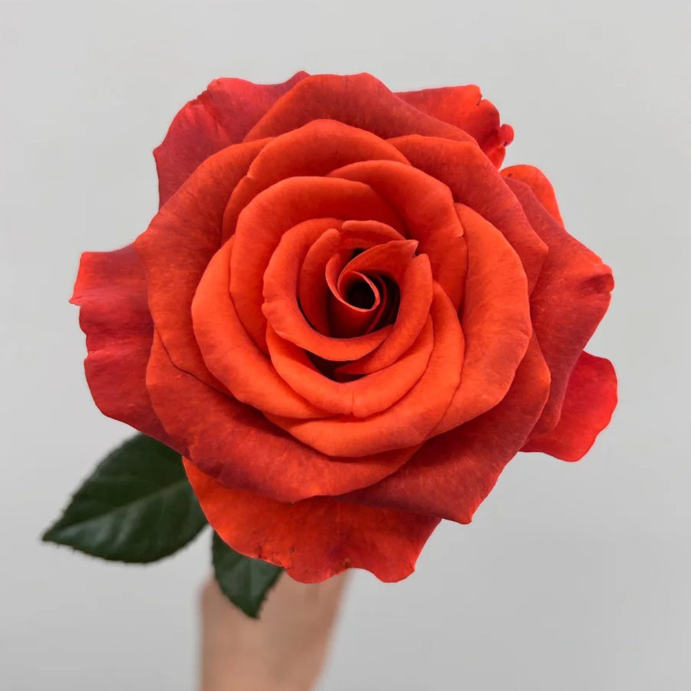 Amaretto Florist Hybrid Tea Rose