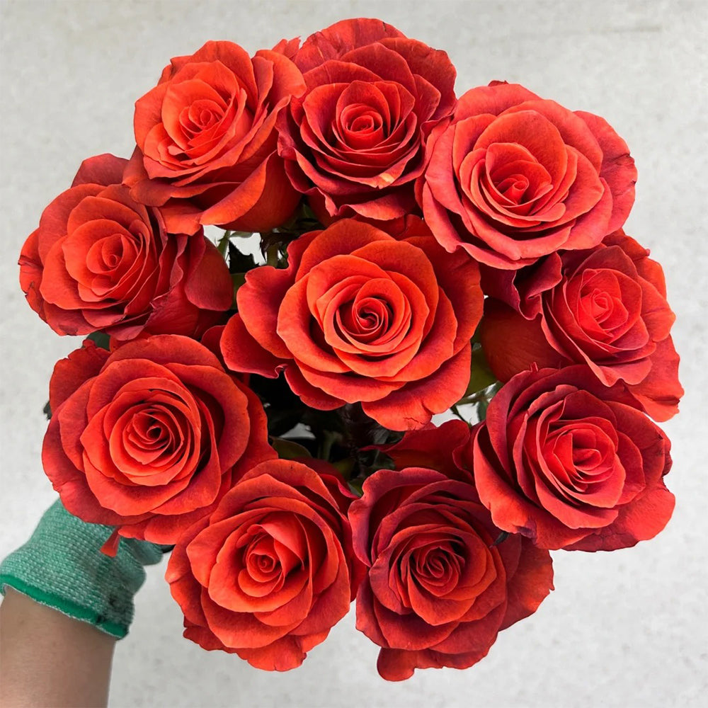 Amaretto Florist Hybrid Tea Rose