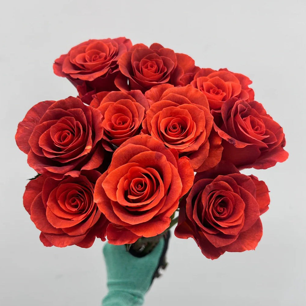 Amaretto Florist Hybrid Tea Rose