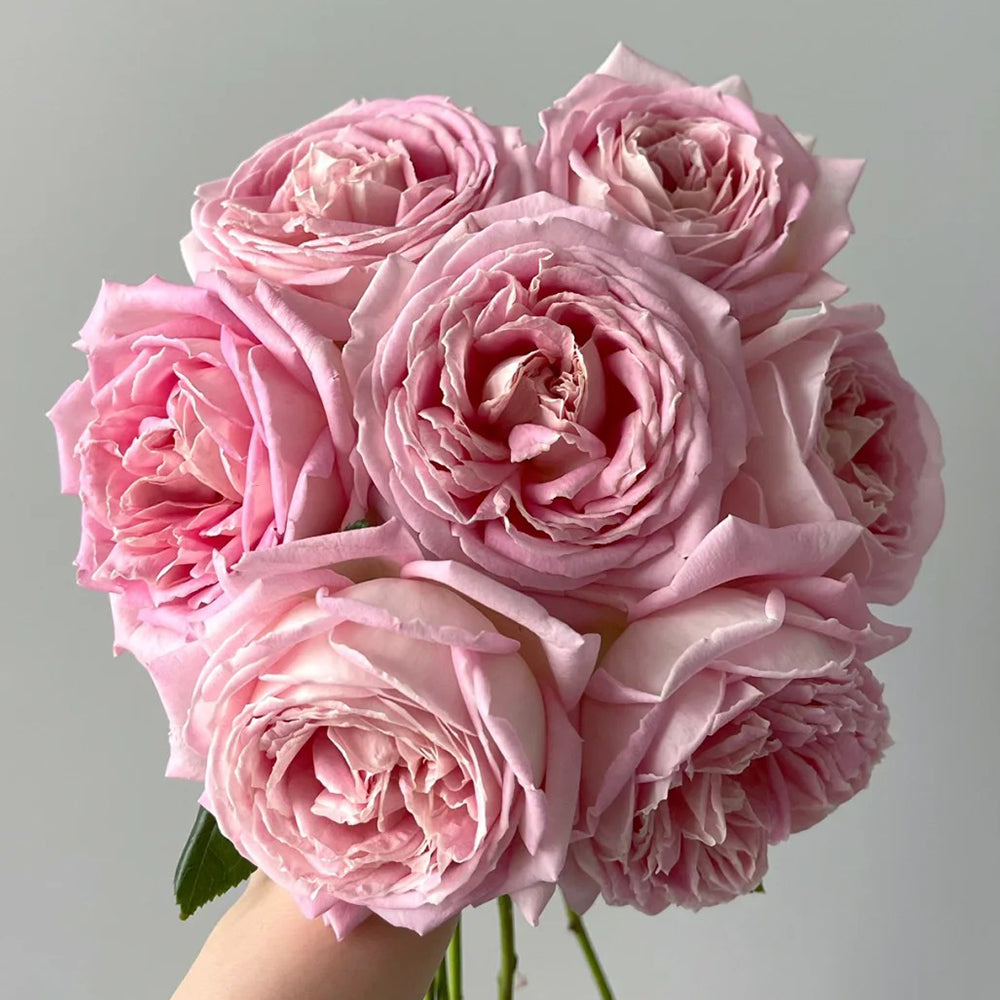 Amazing Grace Scottish Florist Hybrid Tea Rose