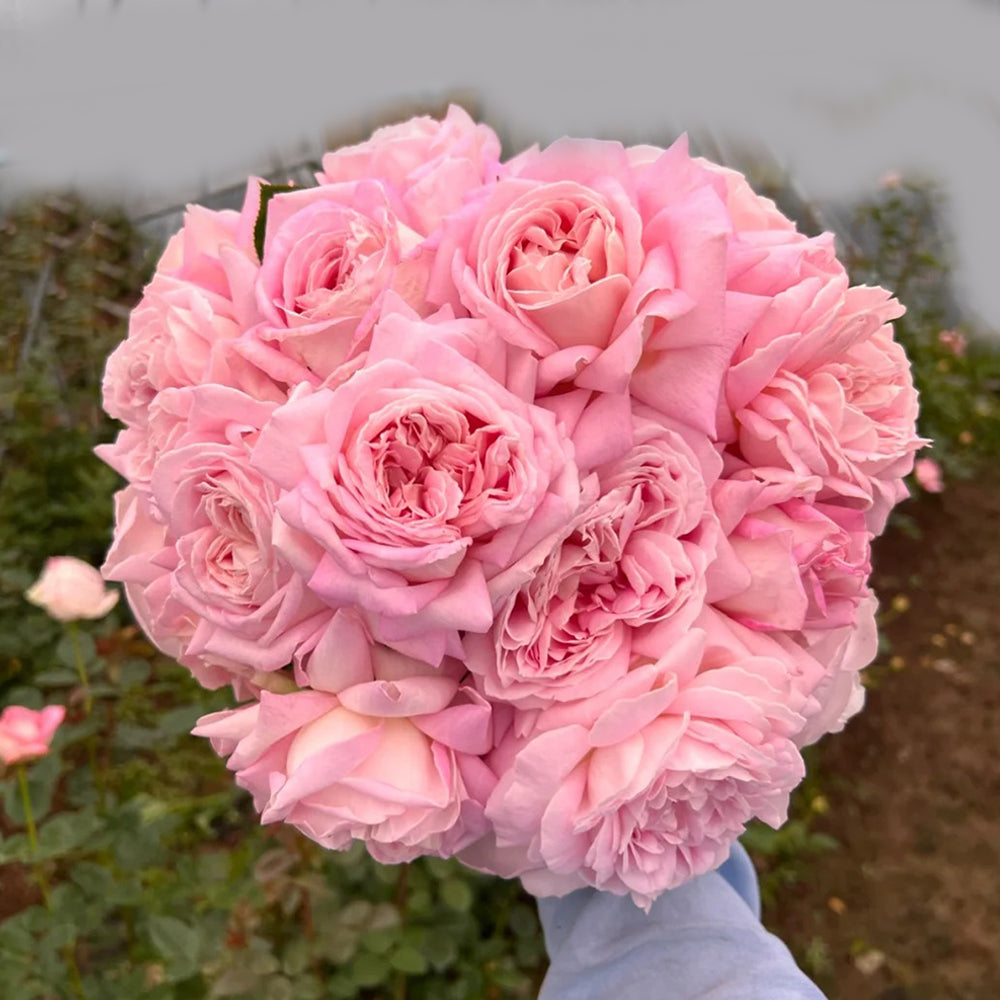 Amazing Grace Scottish Florist Hybrid Tea Rose