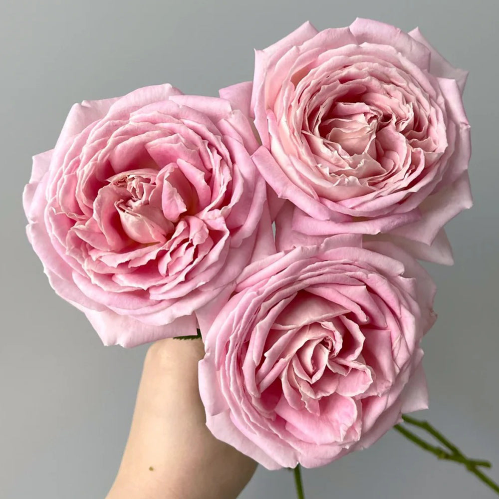 Amazing Grace Scottish Florist Hybrid Tea Rose