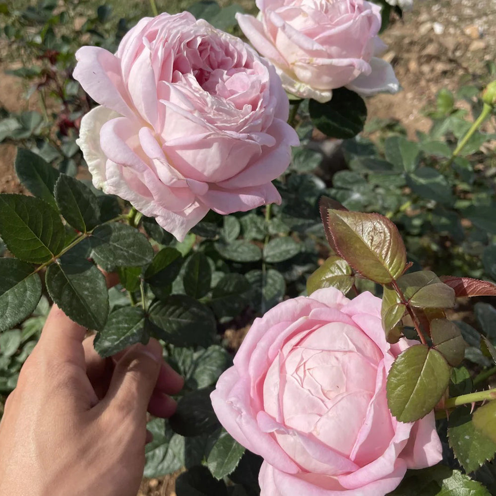 Amazing Grace Scottish Florist Hybrid Tea Rose