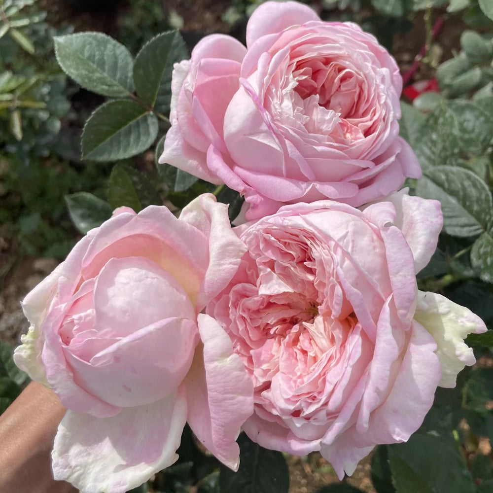 Amazing Grace Scottish Florist Hybrid Tea Rose