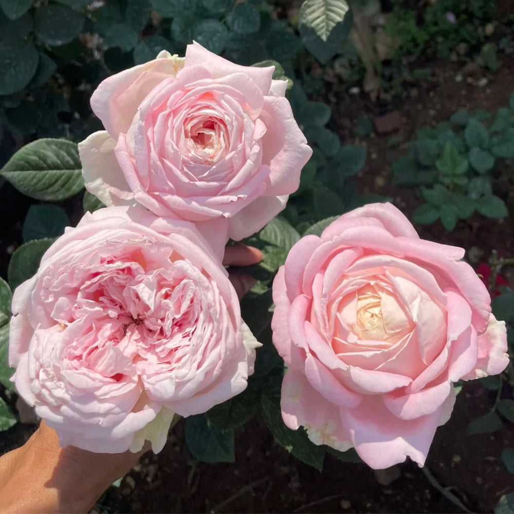 Amazing Grace Scottish Florist Hybrid Tea Rose
