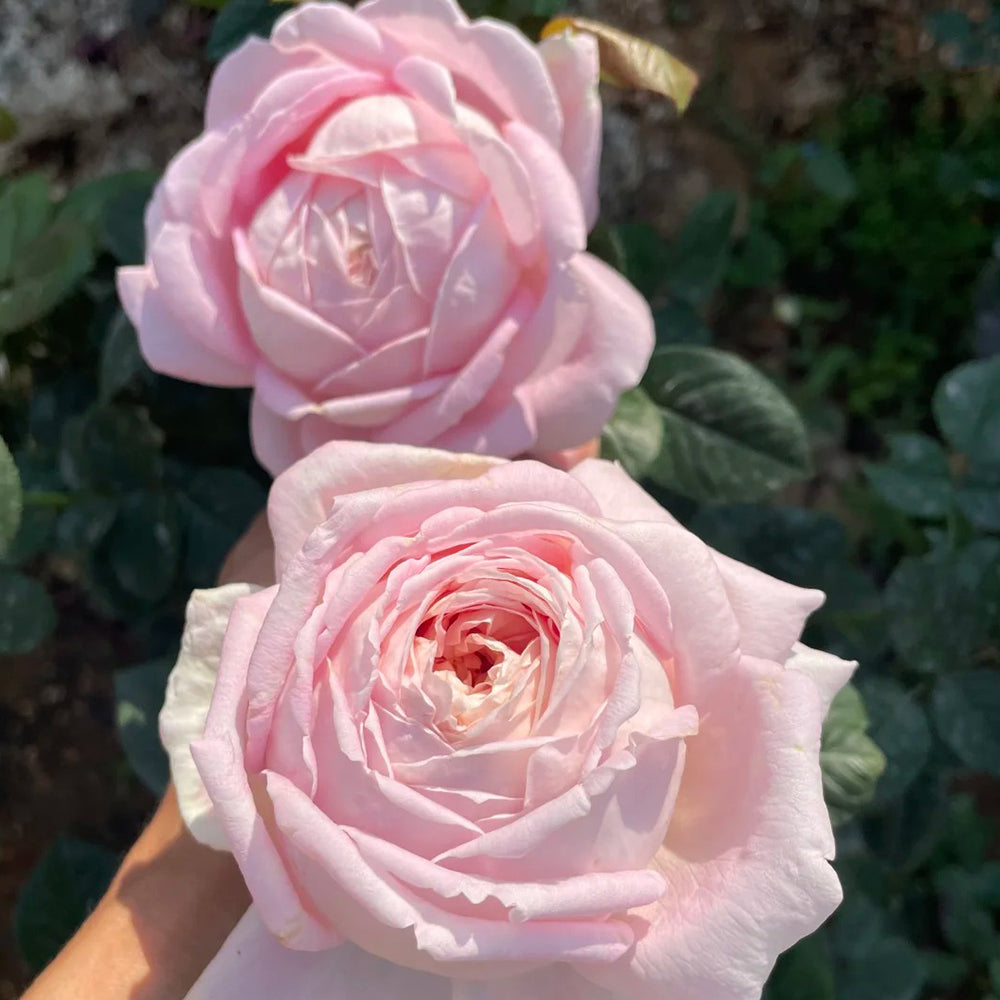 Amazing Grace Scottish Florist Hybrid Tea Rose
