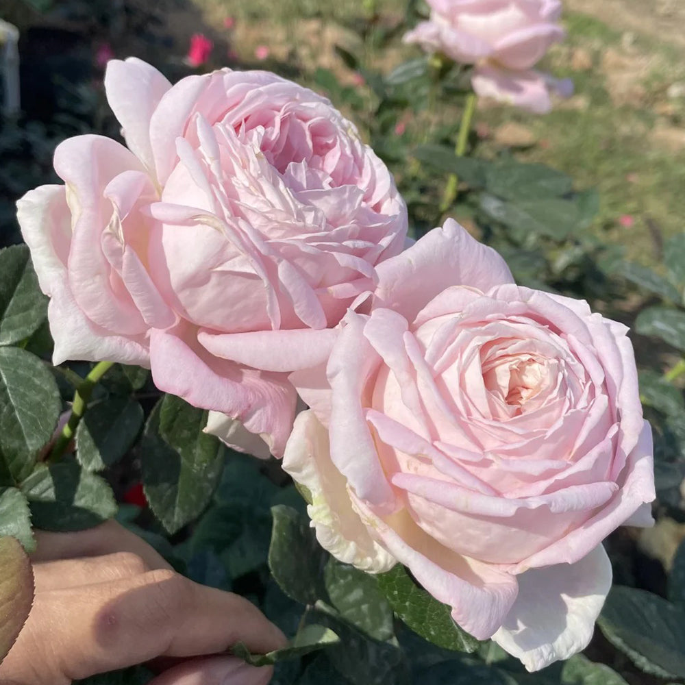 Amazing Grace Scottish Florist Hybrid Tea Rose