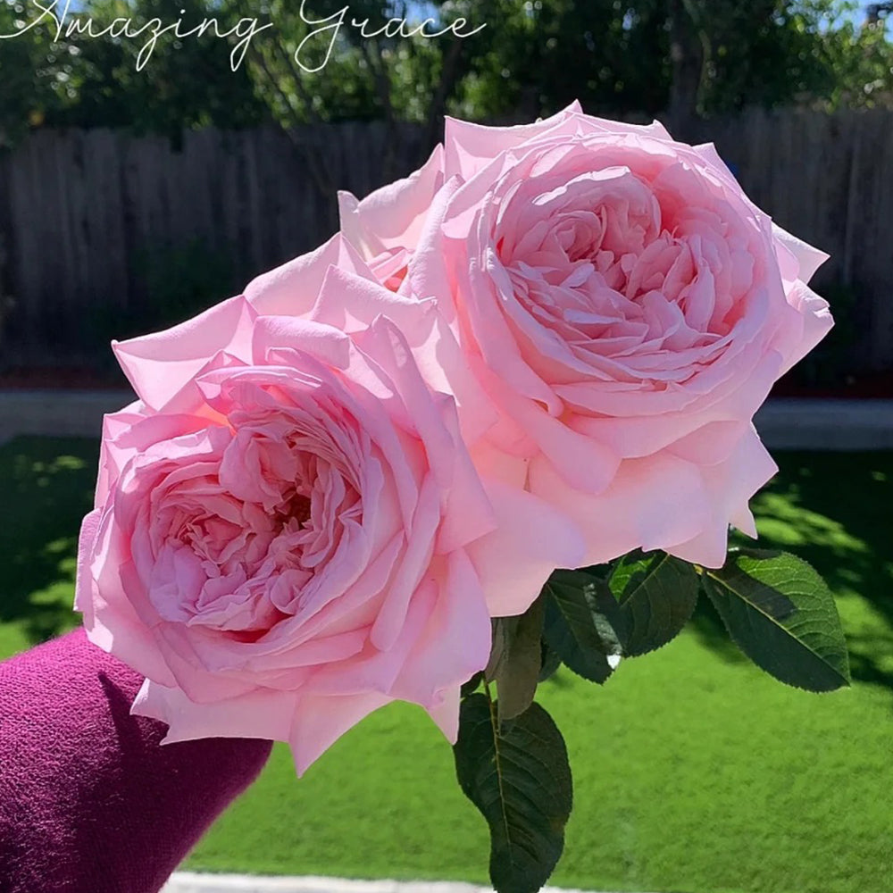 Amazing Grace Scottish Florist Hybrid Tea Rose