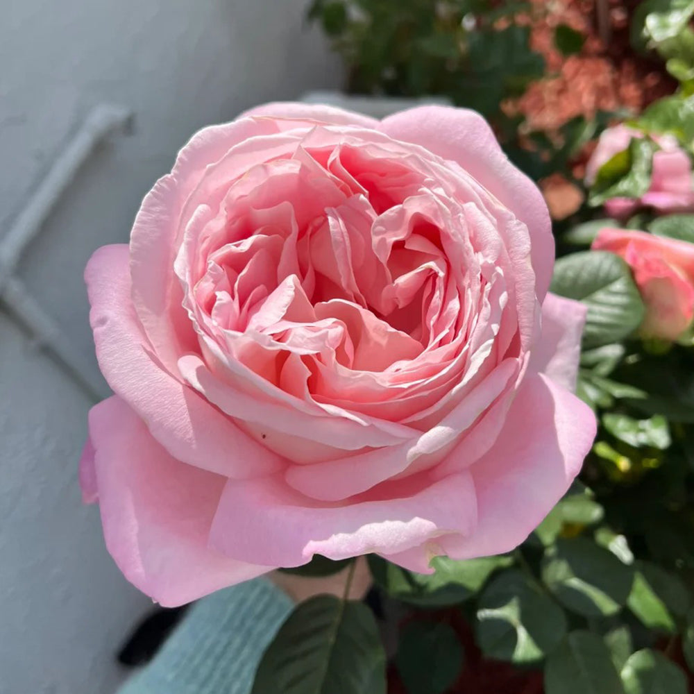 Amazing Grace Scottish Florist Hybrid Tea Rose