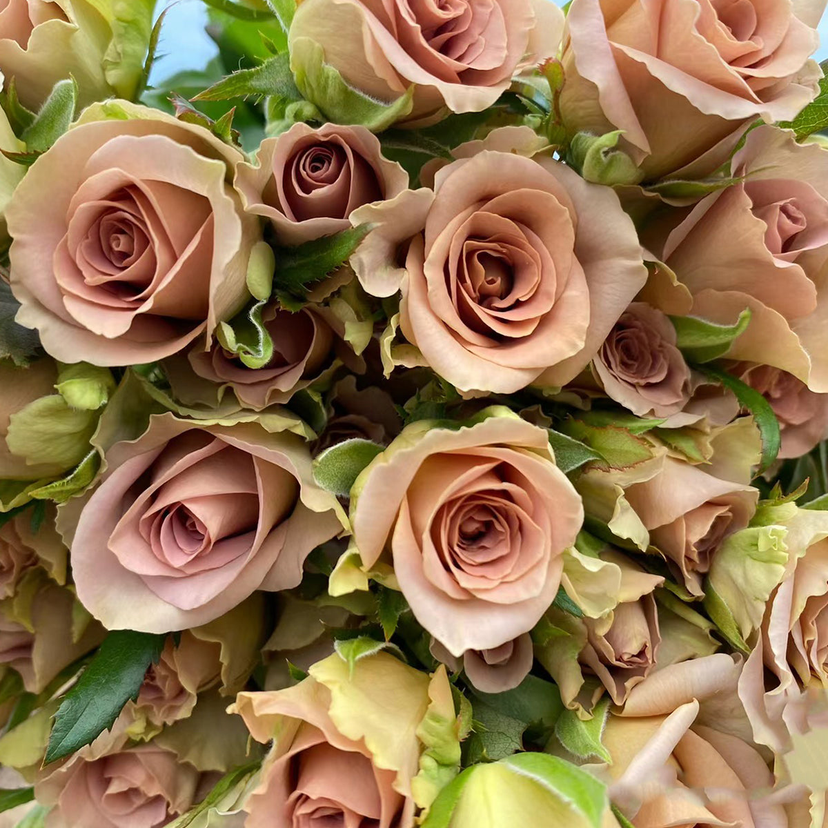 French Garden Hybrid Tea Rose Inspired by Amnesia