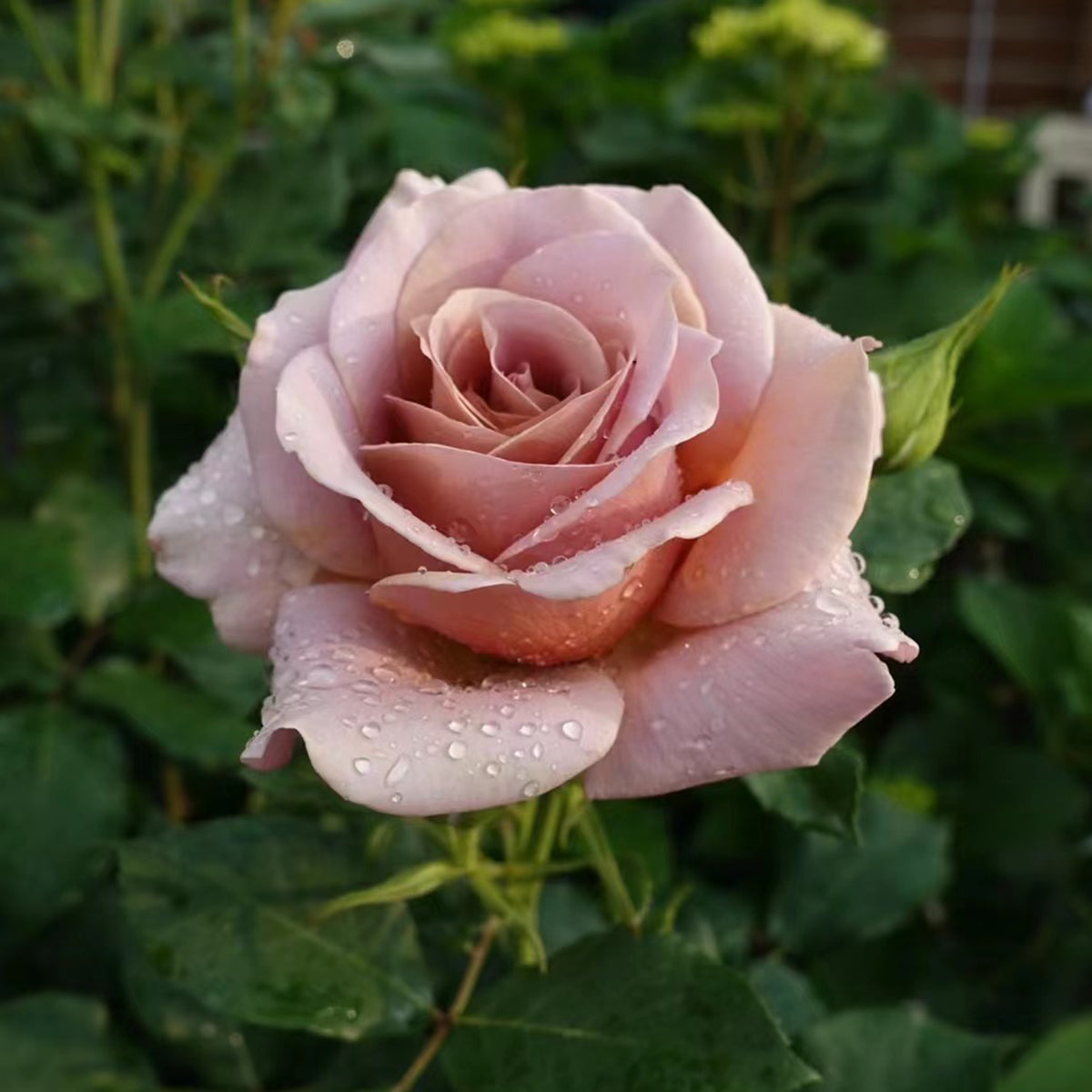 French Garden Hybrid Tea Rose Inspired by Amnesia